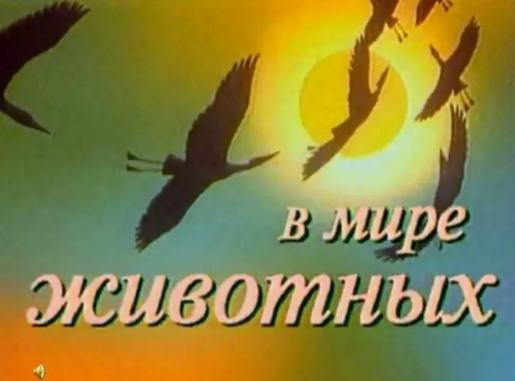 Мелодия в мире животных рингтон. В мире животных телепередача 1968. В мире животных передача. В мире животных заставка.