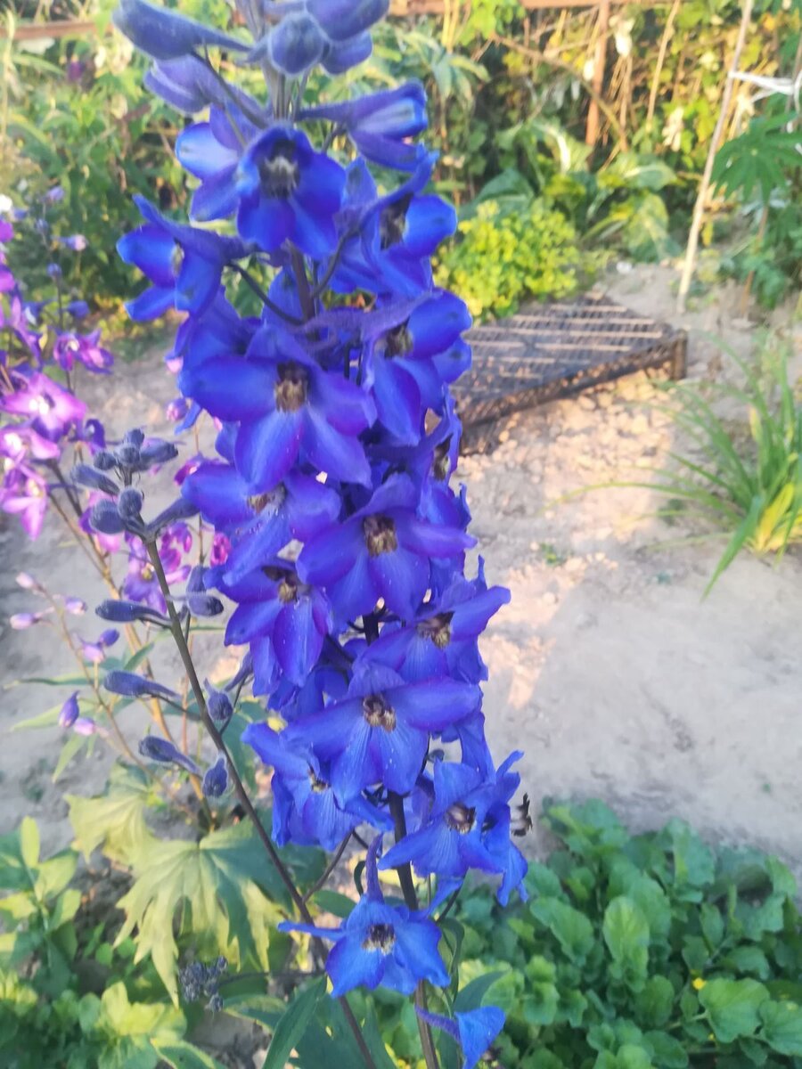 Дельфиниум (Delphinium).