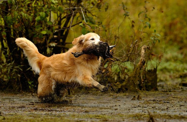 Просто собачка помогает уточке перейти через болото.
