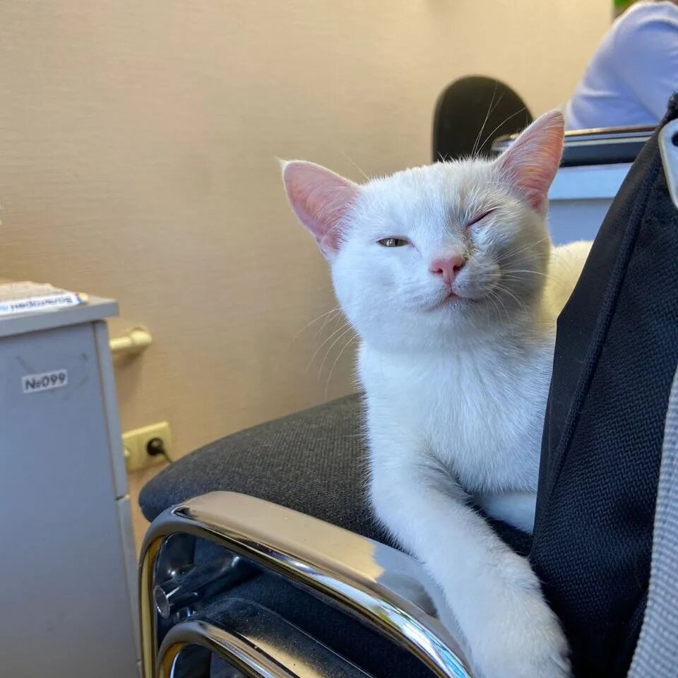 лечение белым котом