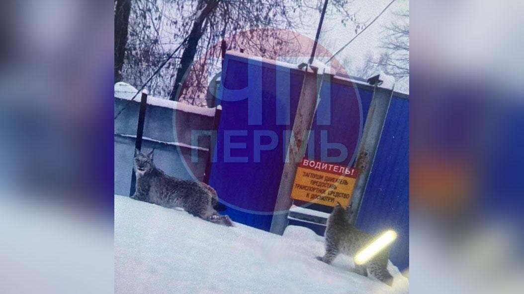 Магистральная 89 закамск. Печать кладовщика. Ищем сотрудника в фотосалон. Работа без опыта пермь закамск. Закамск улица магистральная.