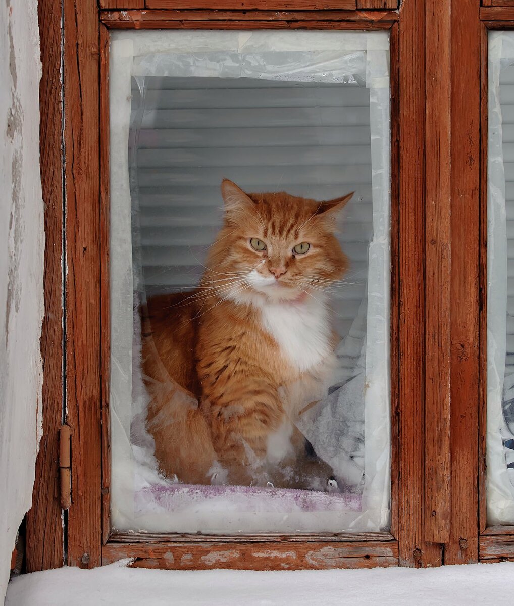 В качестве фоторяда к этой публикации я решил поделиться с вами небольшой подборкой фотографий котов Валаама. С ними всё в порядке.