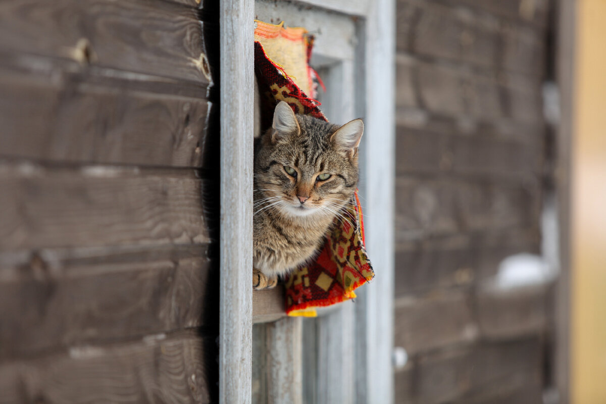 Вокруг такое, а все они про кота