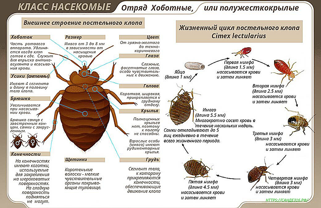 Жизненный цикл постельного клопа