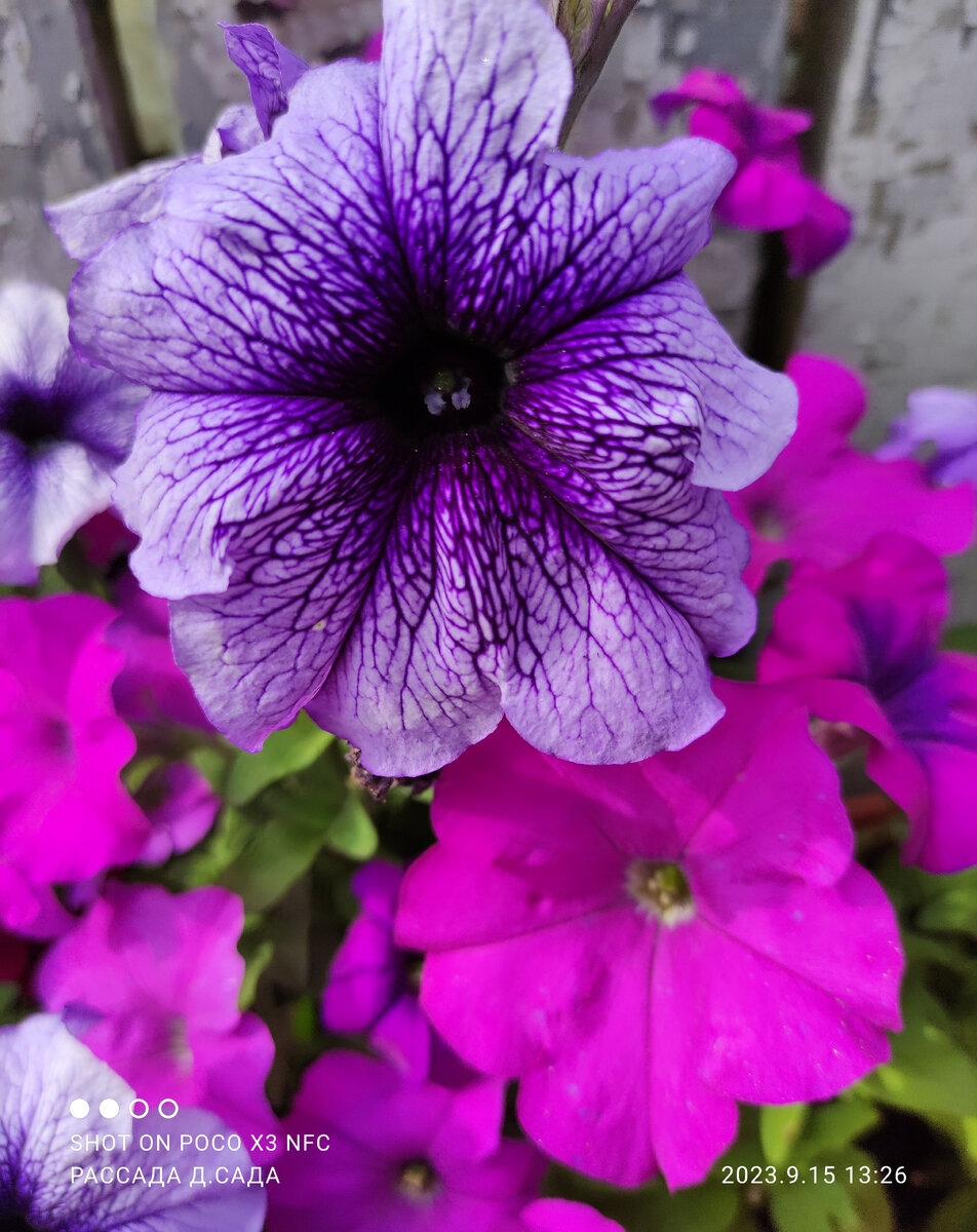 петуния ампельная грация. какую лучше сажать петунию. петуния камелионе кашпо. петуния изабелла гибридная ампельная. какую лучше сажать петунию.