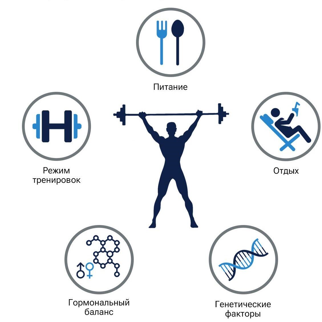 Факторы набора мышечной массы