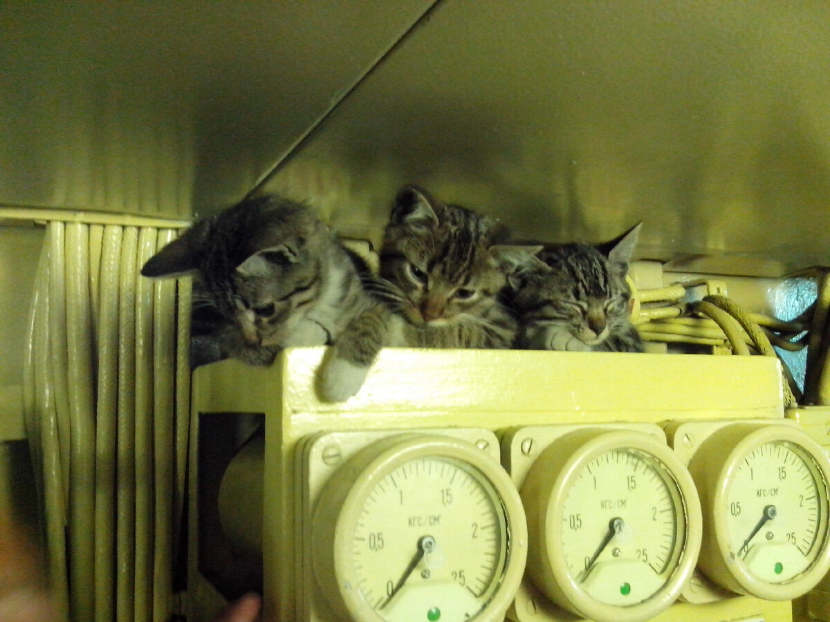 Фото отсюда: https://vk.com/deep_storm