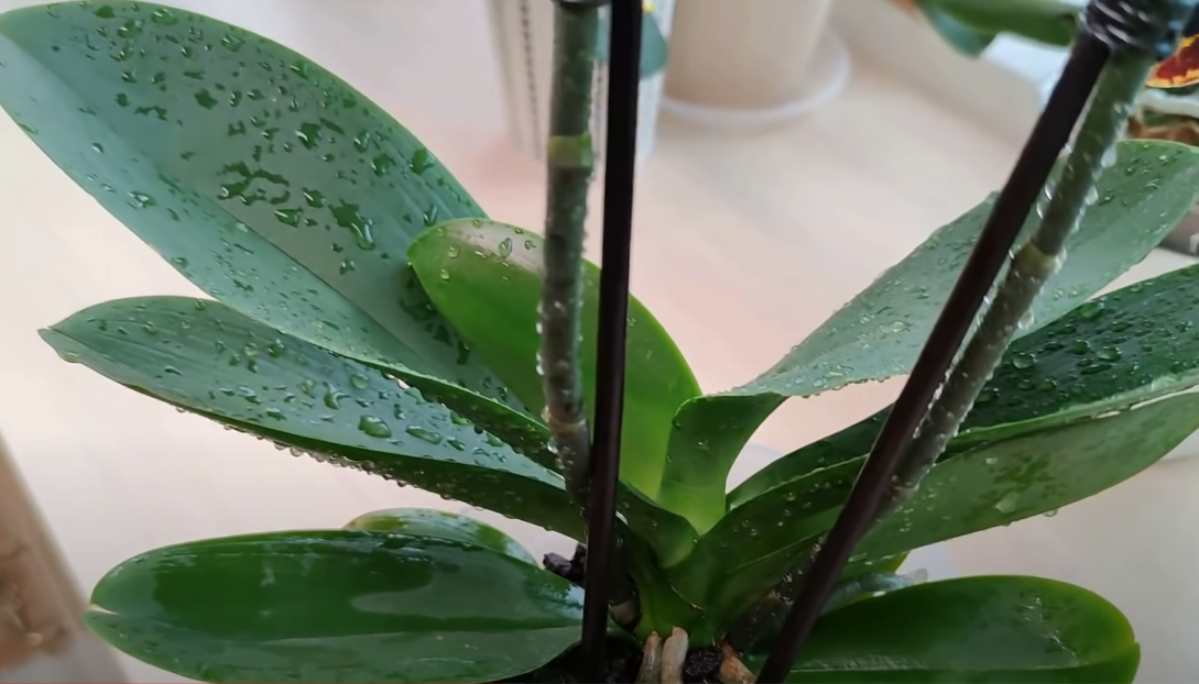 Протирание листьев орхидеи лимонным соком. Протирание листьев орхидеи лимонным соком. Чем протирать листья орхидеи. Поражение листьев фаленопсиса из-за неправильного полива. Для протирания листьев растений.