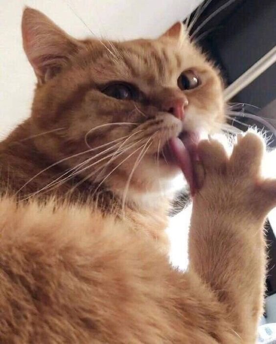 Умывает пятки ,чтобы лучше скользить по паркету...