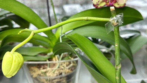 Побеги орхидей на цветоносе. Цветонос у орхидеи. Детка на цветоносе фаленопсиса. Орхидея фаленопсис листики на цветоносе. Орхидея фаленопсис цветонос.