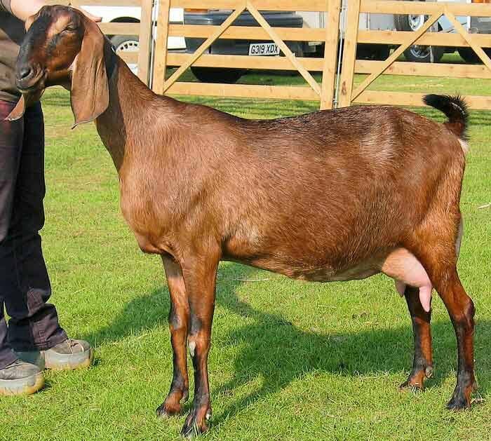 Характеристика нубийских коз. Англо-нубийская коза. Коза нубийской породы. Англо нубийская порода. Англунубийска порода коз.
