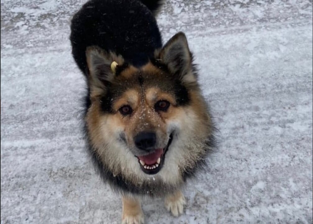 благотворительность бездомным животным. название для группы помощи животным. памятник бродячей собаке тюмень. помощь бездомным животным тюмень. бездомные животные тюмень.