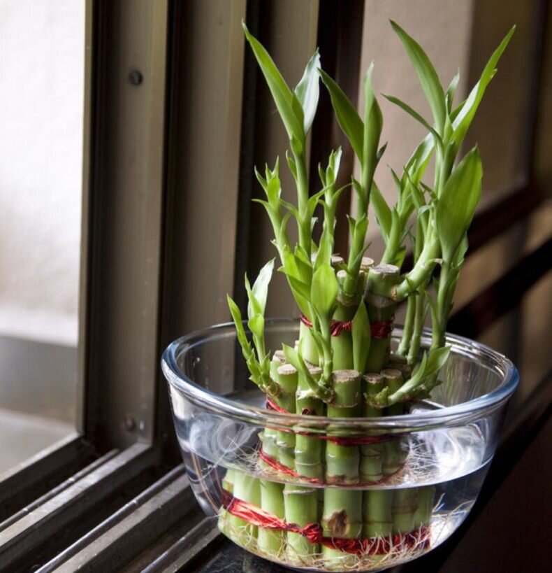 Lucky Bamoo, también conocido como “Lucky Bamboo”, es una planta ornamental popular que a menudo se confunde con el bambú.-4