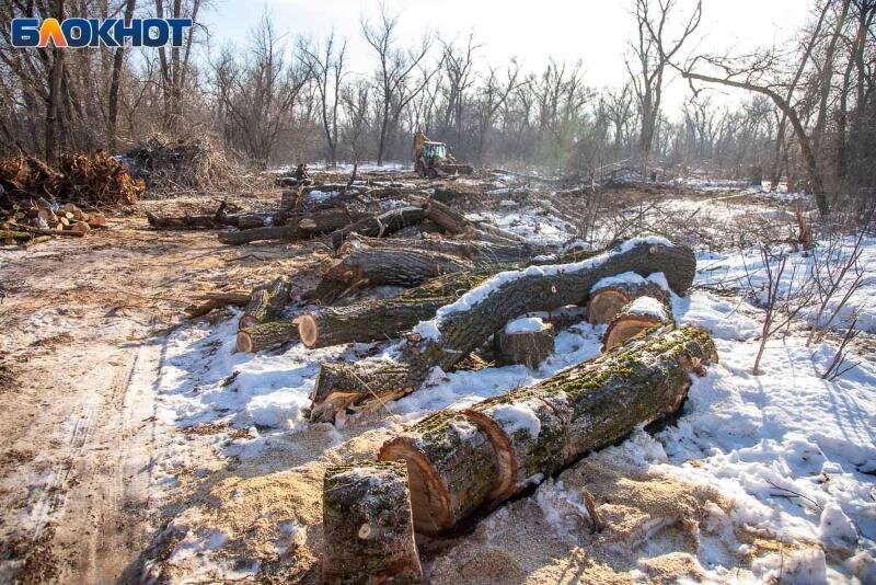 Земельный участок лесного фонда собственность