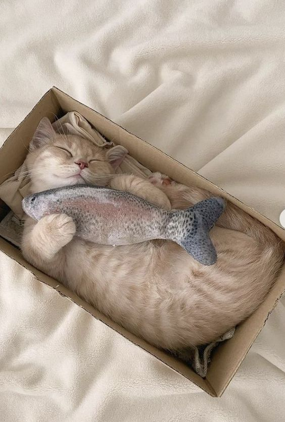 Обнял рыбоф