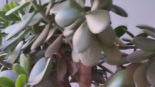 мягкий ствол у денежного дерева. денежное дерево пропадает. толстянка денежное дерево наклонилось. гнилые корни крассула. денежное дерево высохла.