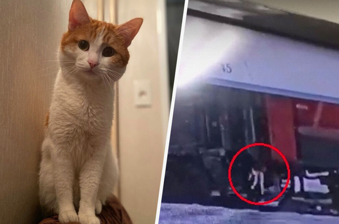 Думают ли животные. Разговор с животными. Думают ли животные. Почему люди умеют разговаривать а животные нет. Почему люди умеют разговаривать а животные нет.