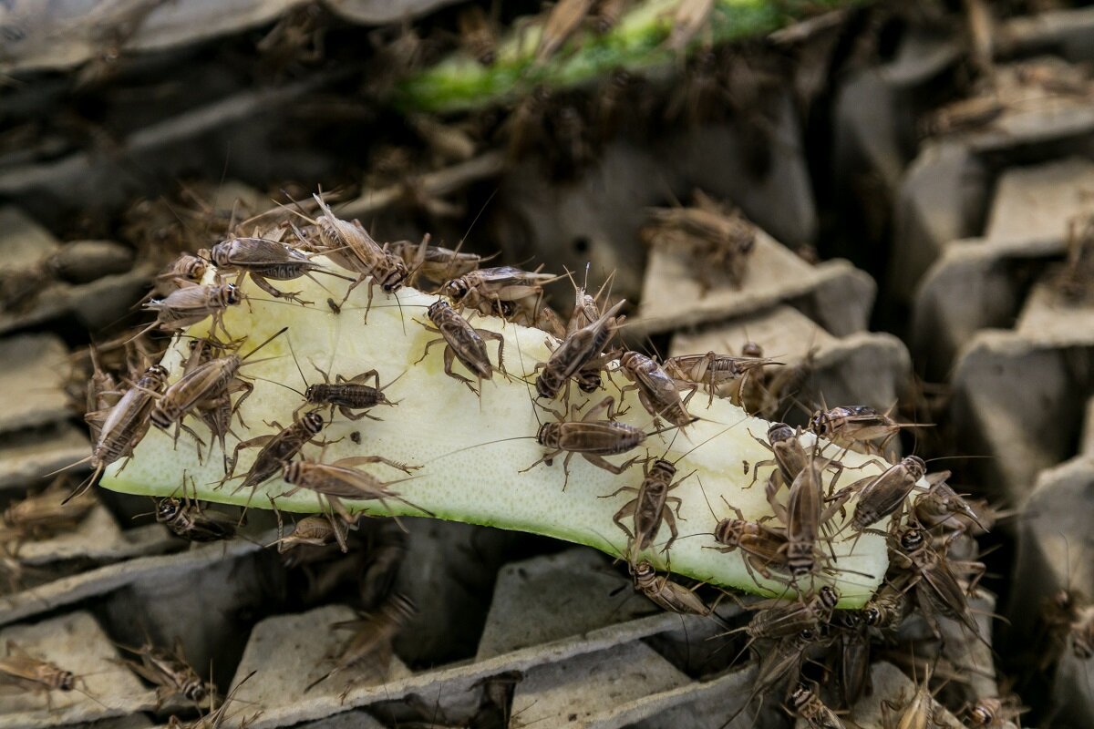 Вопросы благополучия насекомых при содержании в неволе | Entomofood -  рецепты из насекомых | Дзен