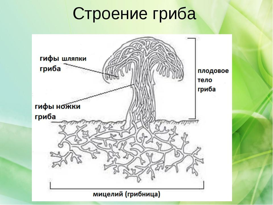 Мицелий многоклеточного гриба это. Строение грибницы мицелия. Схема плодовое тело шляпочного гриба. Строение шляпочного гриба мицелий. Строение грибницы мицелия опята.