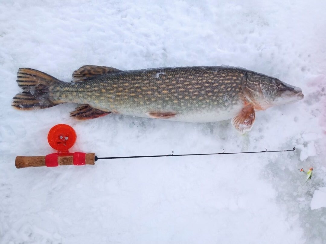 День зимней рыбалки праздник. День зимней рыбалки праздник. Кубок по зимней рыбалке. Дети на зимней рыбалке. Подарочный сертификат на зимнюю рыбалку.
