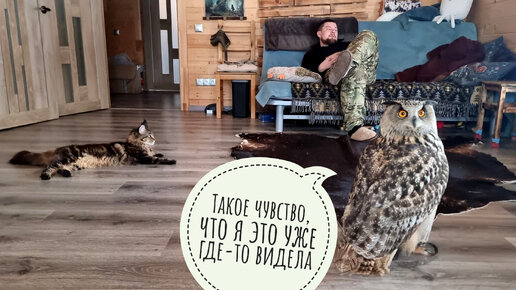 сидячая кошка. белый кот в доме. белый кот на окне. белый кот. кошка белая.