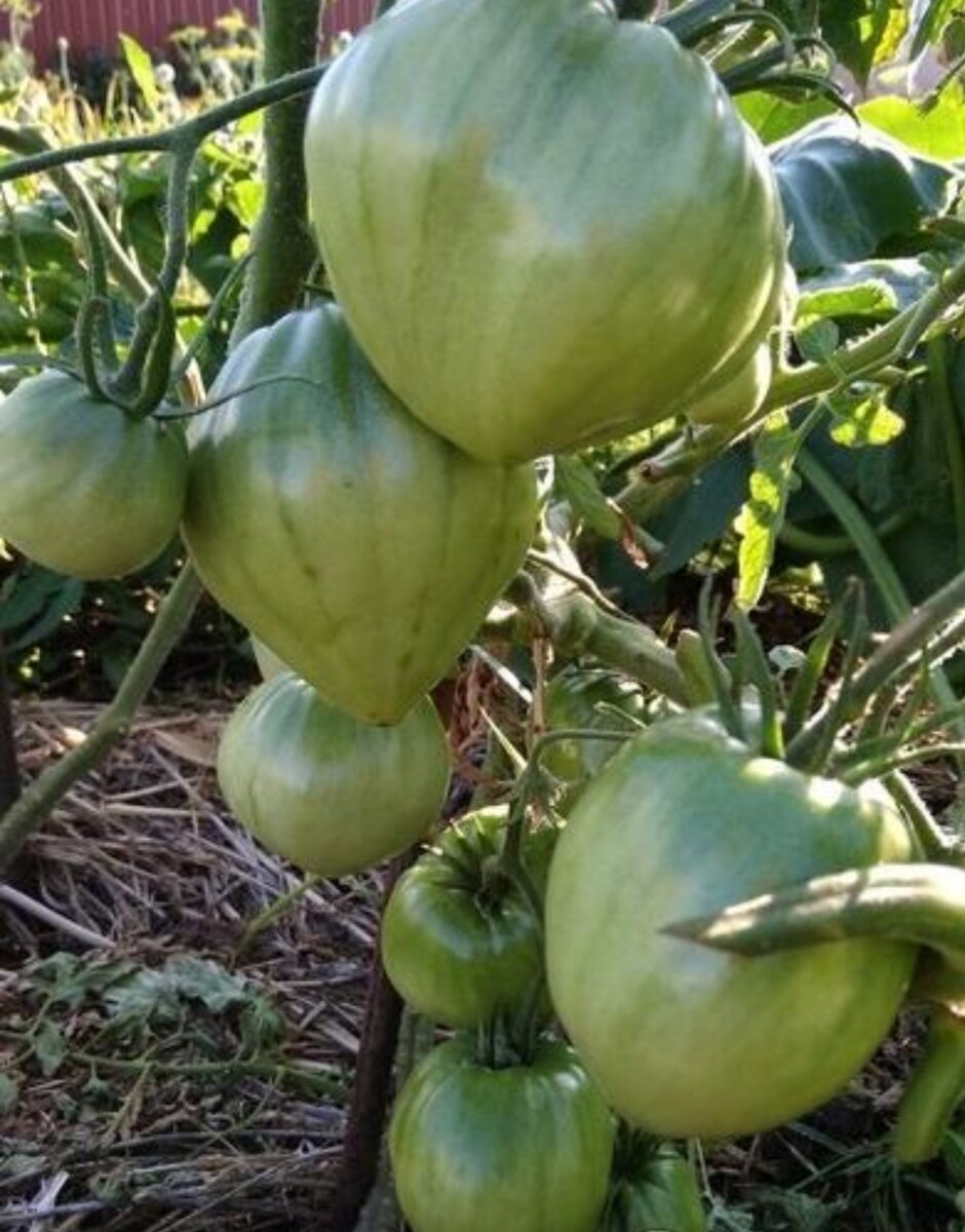 строение томата биология. культурные растения помидор. сорта культурных растений помидор. строение стебля томата. строение плодов томата.