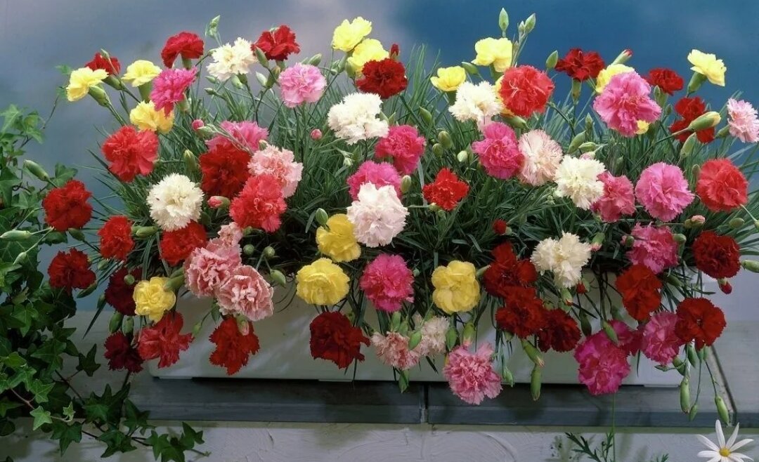 Гвоздика Шабо