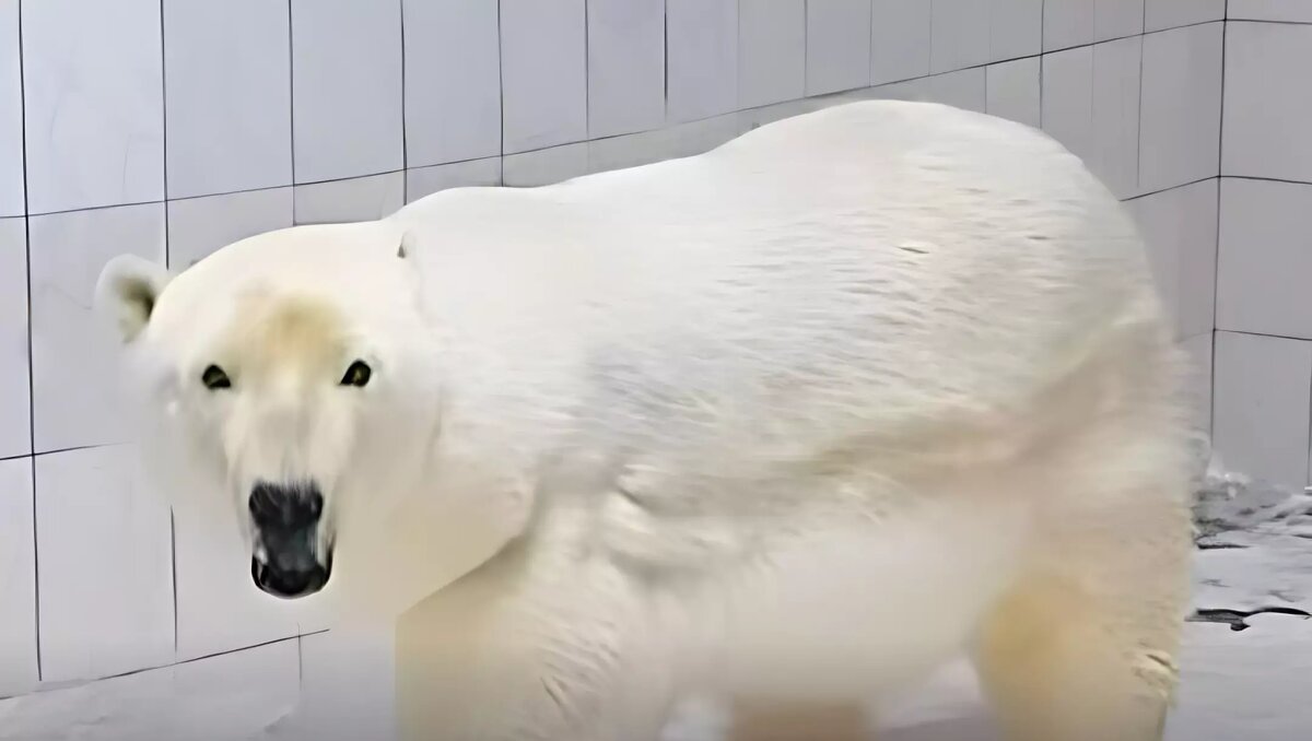     В Ижевский зоопарк привезли белую медведицу Шайну, рожденную в Новосибирском зоопарке.