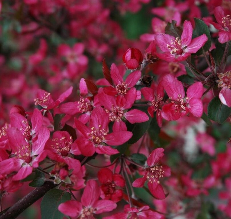 Яблоня Royalty