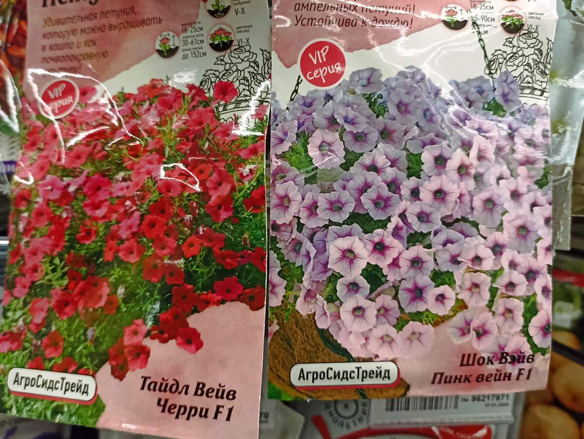 Петуния глафира. Какую петунию покупать. Петуния каскадиас рим. Петуньи цветы. Петуния кларетта.