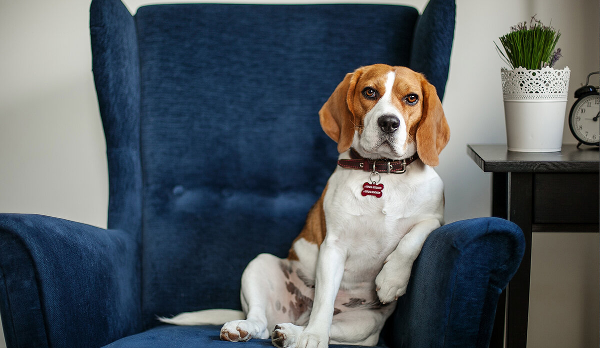 Фото из галереи Яндекса