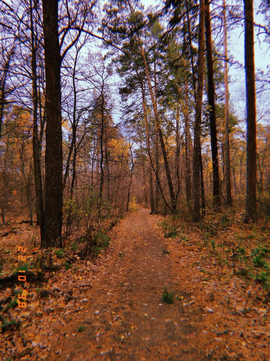 Тольятти. Лес. Фото автора из личного архива