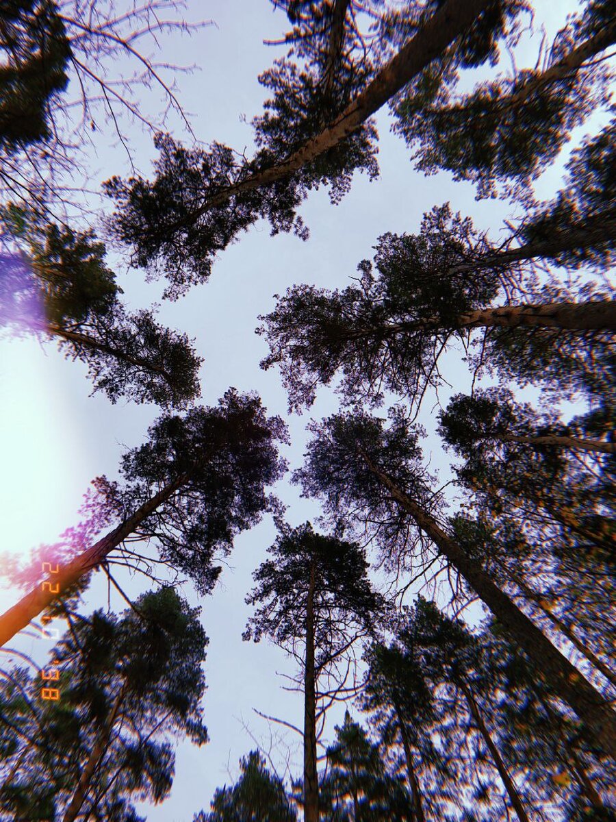 Тольятти. Лес. Фото автора из личного архива