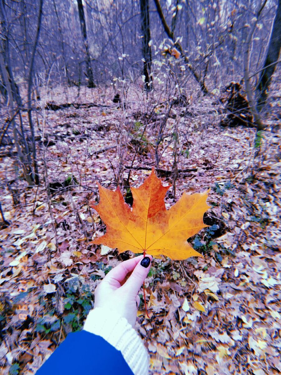 Тольятти. Лес. Фото автора из личного архива