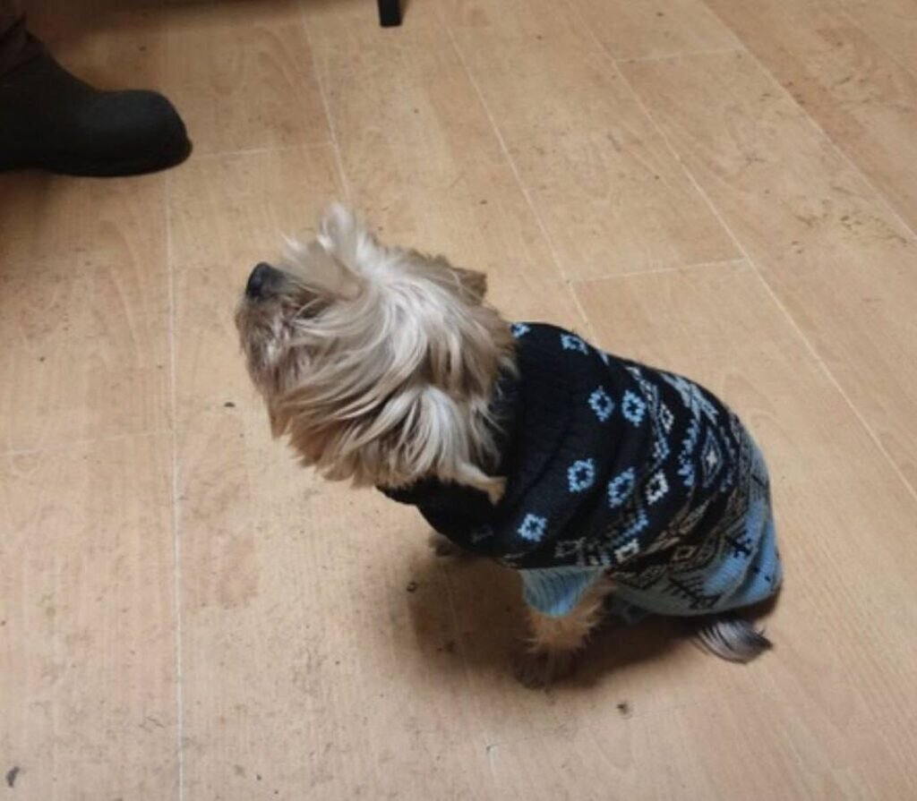 йоркширский терьер живот. беременный йоркширский терьер стандарт. петля у йоркширского терьера.