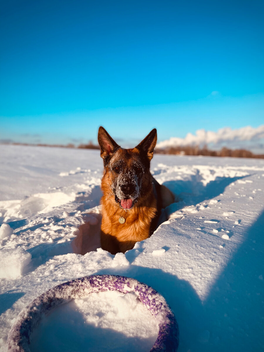 Моська полная счастья 