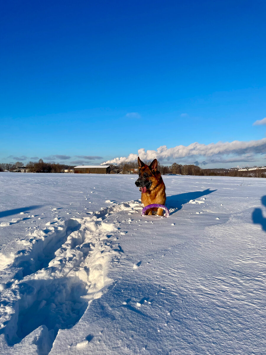 немецкая овчарка щенок на улице. немецкая овчарка может жить на улице зимой. немецкая овчарка на улице. немецкая овчарка охотничья собака. немецкая овчарка возле дома.