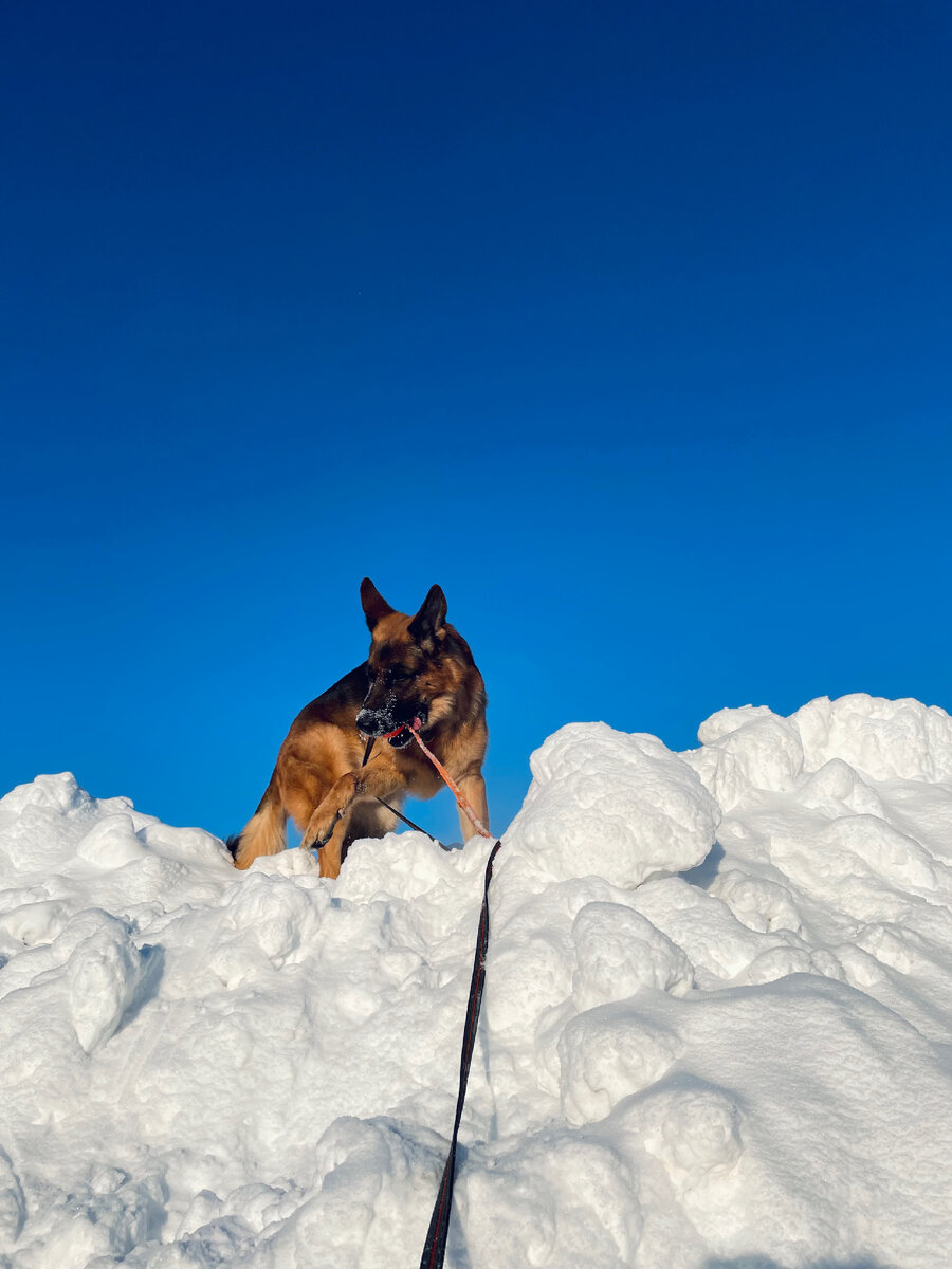 можно ли давать собаке немецкой овчарке. можно ли давать собаке немецкой овчарке. щенок немецкой овчарки 1 месяц. еда для немецкой овчарки. собака немецкая овчарка.