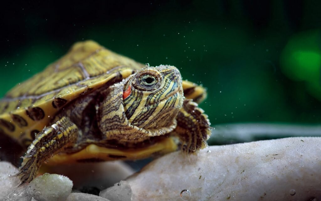 Кольчатая горбатая черепаха. Сухопутная черепаха. Черепаха раскраска. Черепаха раскраска для детей. Малая мускусная черепаха.