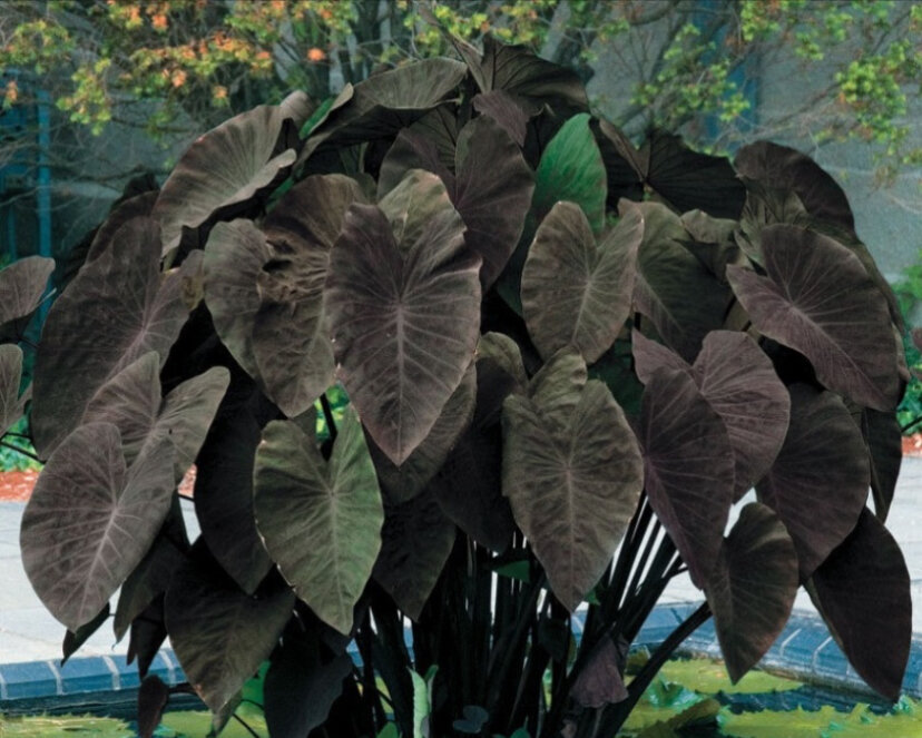 красивые комнатные растения. большие комнатные растения для темных помещений. тенелюбивые комнатные комнатные растения. комнатные растения темное место. монстера крупнолистная.