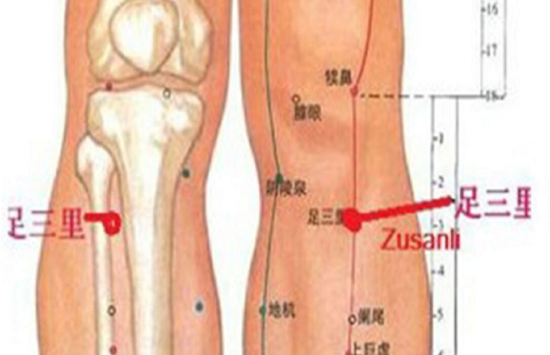 шоу сань ли точка. находим точку сан ли. цзу-сань-ли точка долголетия. точка цзу сан ли точка долголетия. находим точку сан ли.
