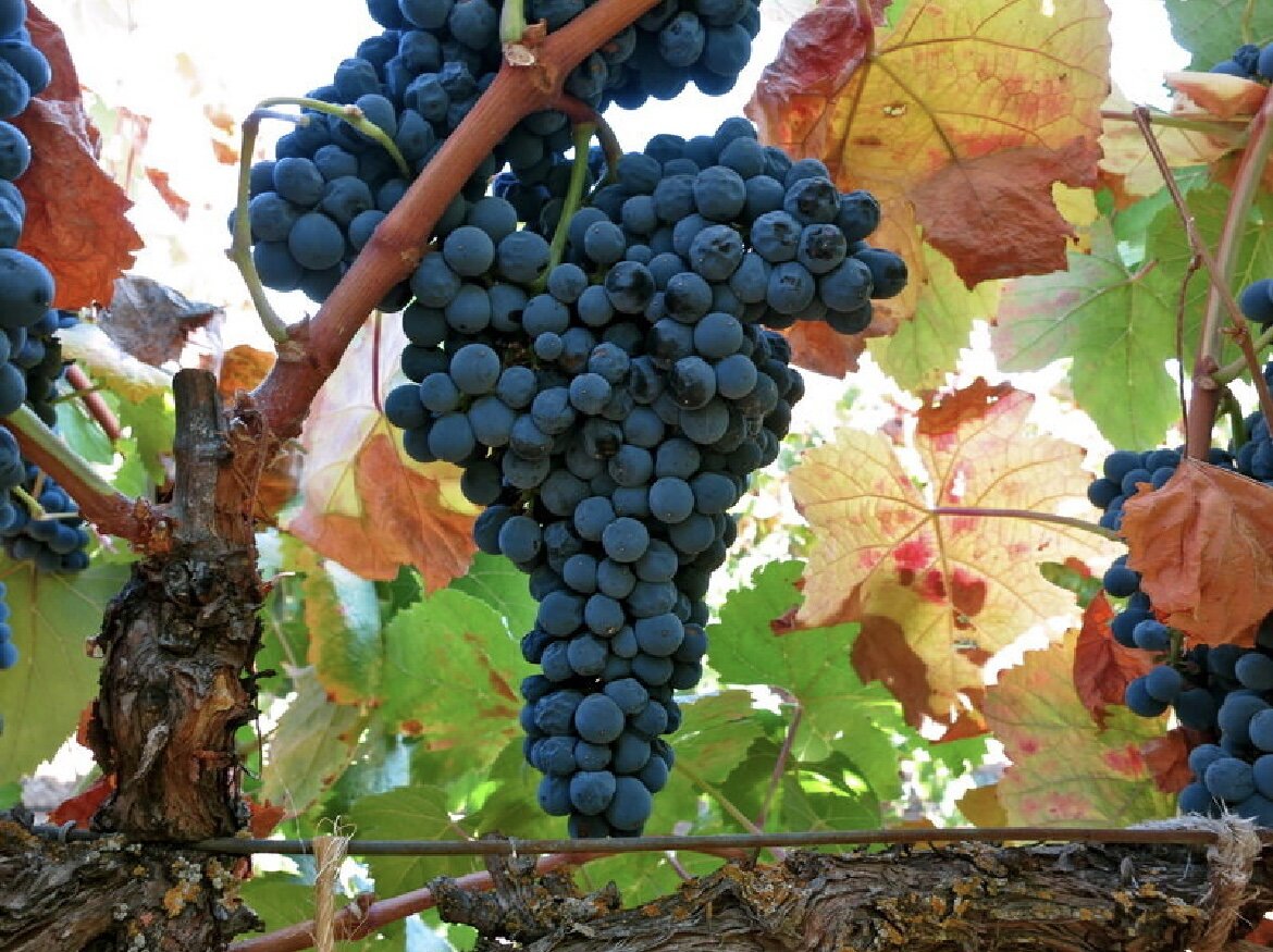 сибирьковый сорт винограда. виноград изабелла амурский.