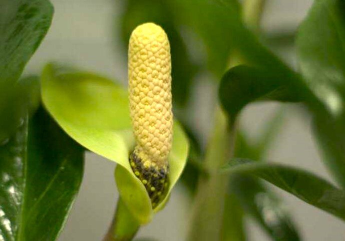 Фото из открытых источников. Вот так выглядит цветок у замиокулькаса. Ароидные налицо.