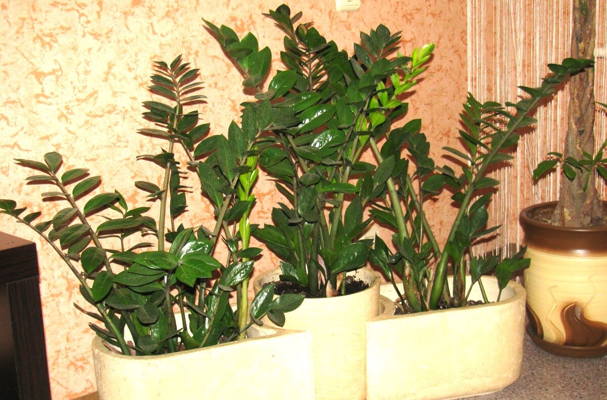 замиокулькас занзи. замиокулькас какой вид. замиокулькас. замиокулькас замифолия. замиокулькас raven.