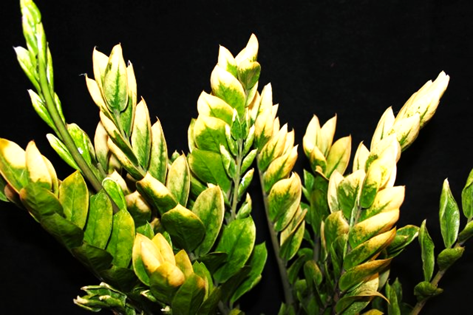 zamioculcas zamifolia variegated short leaves and zamioculcas zamifolia green fo