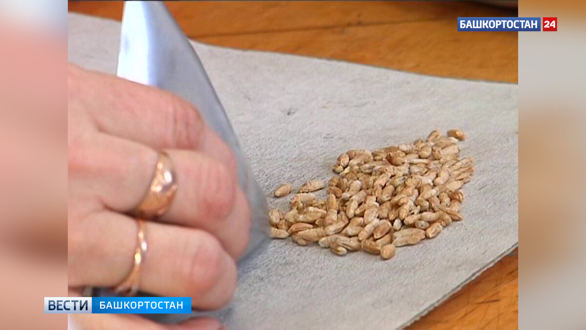    Экспорт зерна из Башкирии вырос в два раза