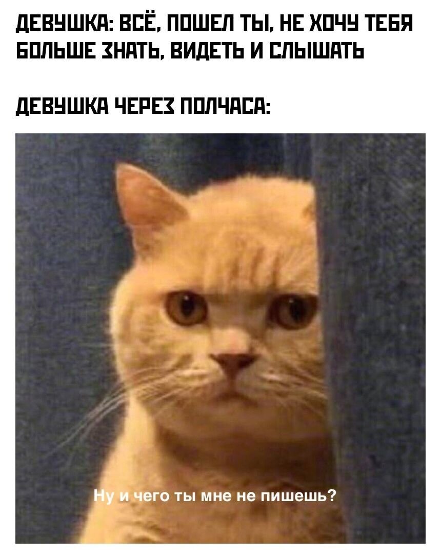 найди кота на картинке.