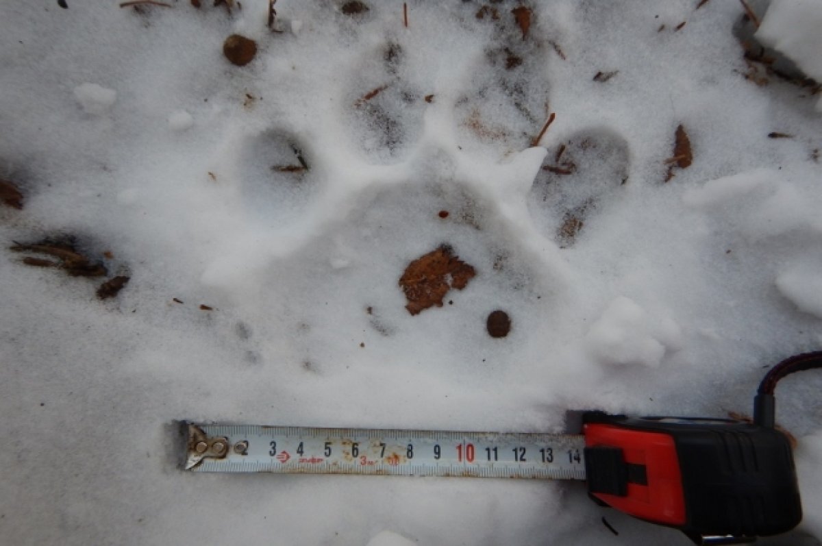    Эксперт заявил, что тигр, задравший собаку под Уссурийском, ушёл в тайгу