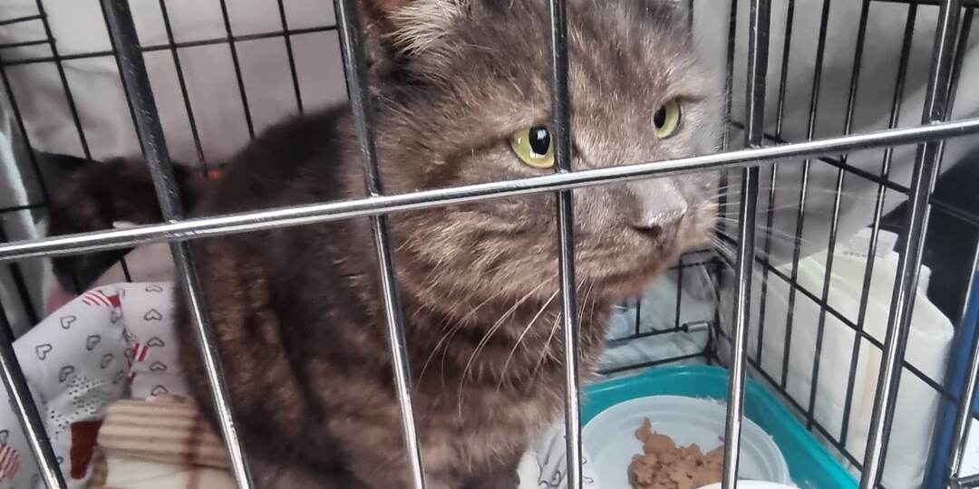 Леся пишет: "Всю дорогу мяукал, тихонечко так, обречённо..."