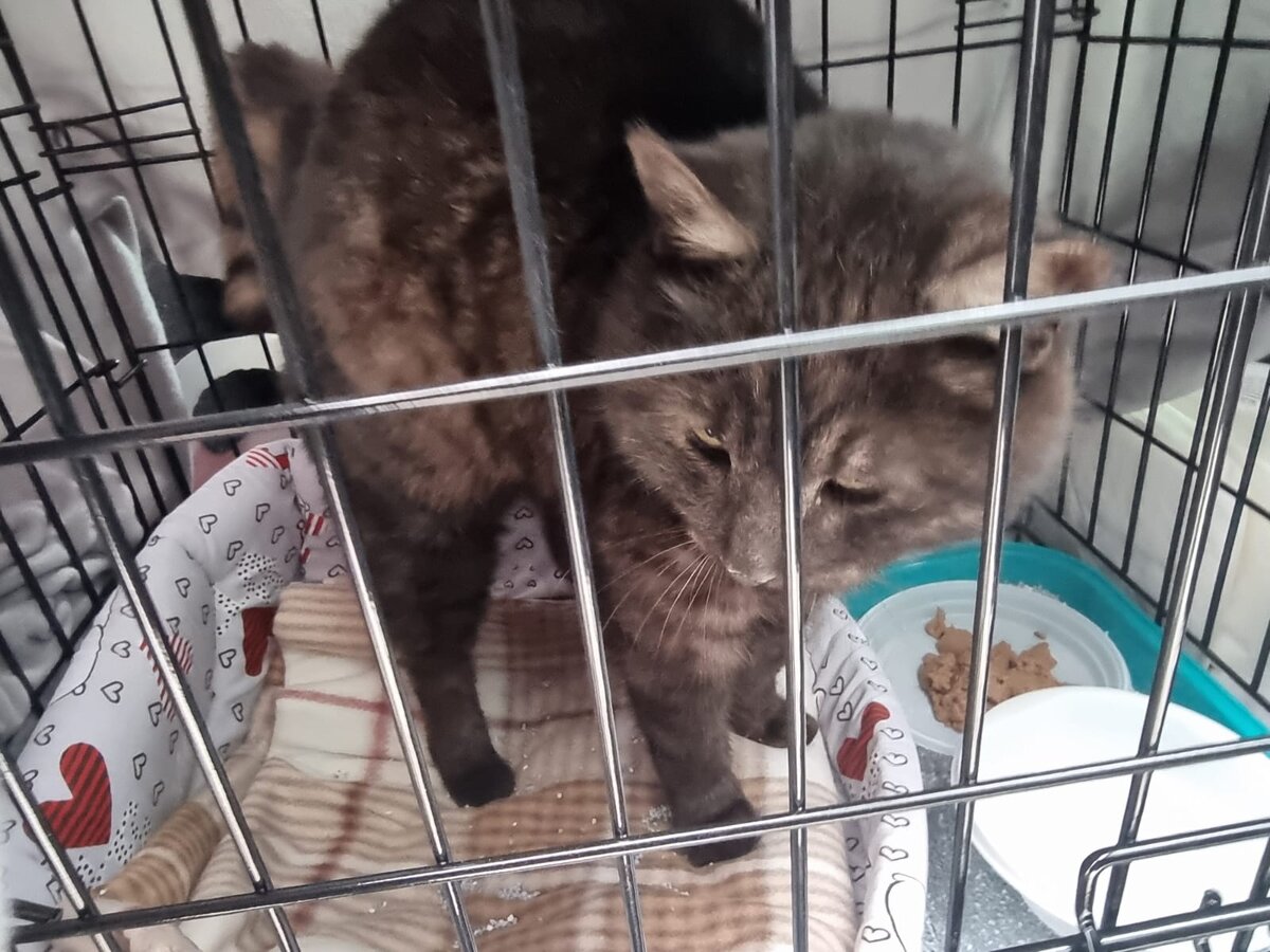 Кошка мяучит. Мяуканье кошки. Котенок рычит. Кричащий кот. Котенок мяучит или мяукает.